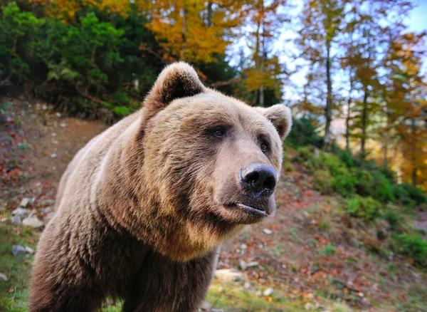 Kahverengi ayı portresi. Sonbahar ormanındaki büyük kahverengi ayı.. — Stok fotoğraf