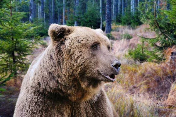갈색 곰 초상화. 가을 숲에 사는 큰 갈색 곰. — 스톡 사진