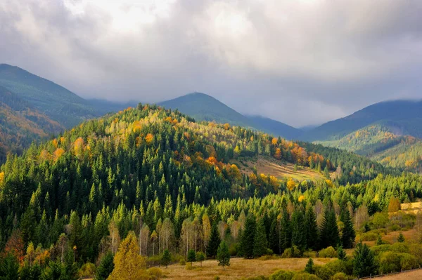 Incroyable paysage de montagne avec des arbres colorés et des herbes . — Photo