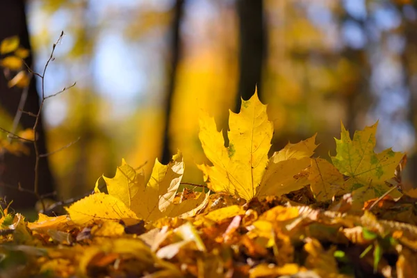 Feuillage coloré au sol dans une belle forêt d'automne Images De Stock Libres De Droits