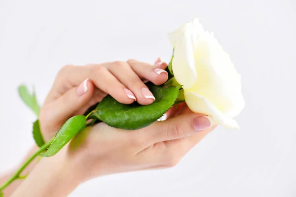 Hände einer Frau mit wunderschöner französischer Maniküre und einer weißen Rose — Stockfoto