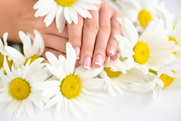 Beautiful woman french manicured hands with fresh daisy flowers 