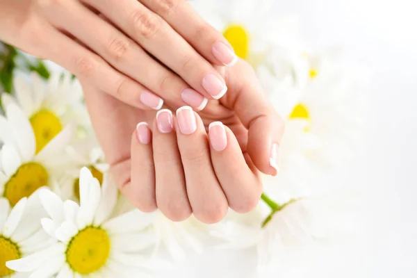 美丽的女人，法国修指甲的手，长着新鲜的菊花 — 图库照片
