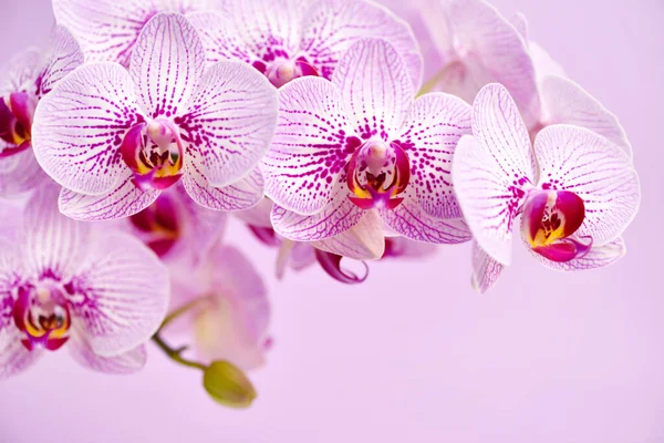 Prachtige Orchidee Bloemen Een Roze Achtergrond Bloemen Achtergrond — Stockfoto