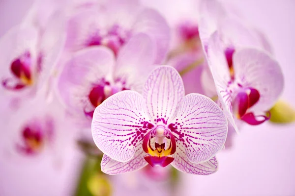 Prachtige Orchidee Bloemen Een Roze Achtergrond Bloemen Achtergrond — Stockfoto