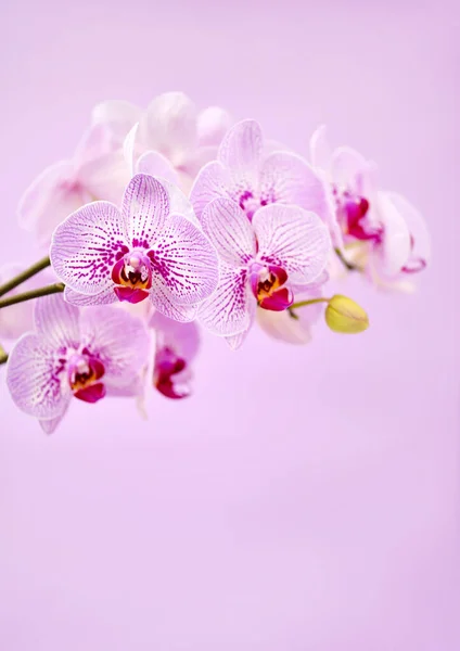 Hermosas Flores Orquídea Sobre Fondo Rosa Fondo Floral Con Espacio — Foto de Stock