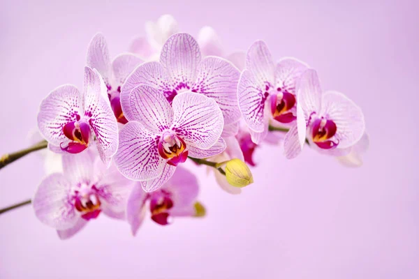 Schöne Orchideenblüten Auf Rosa Hintergrund Floraler Hintergrund — Stockfoto