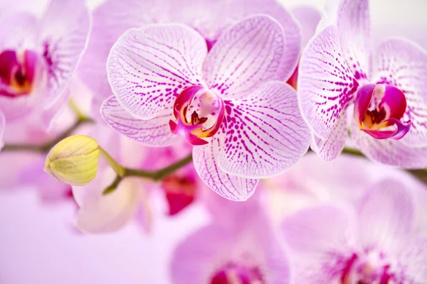 Schöne Orchideenblüten Auf Rosa Hintergrund Floraler Hintergrund — Stockfoto