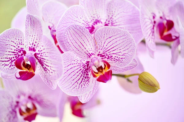 Schöne Orchideenblüten Auf Rosa Hintergrund Floraler Hintergrund — Stockfoto