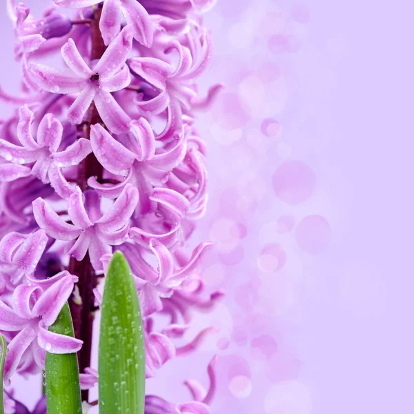 Jacinto Rosa Com Gotas Água Com Espaço Para Seu Texto — Fotografia de Stock