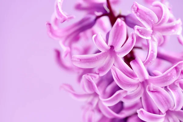 Pink Hyacinth Drops Water Space Your Text Pink Background — Stock Photo, Image