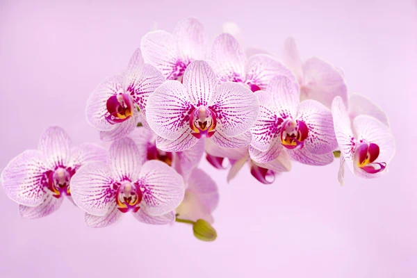 Belles Fleurs Orchidée Sur Fond Rose Fond Floral — Photo