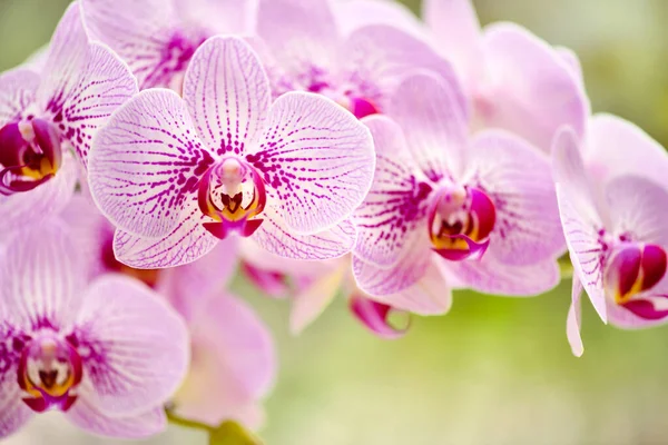 Belles Fleurs Orchidée Rose Sur Fond Naturel Fond Floral — Photo