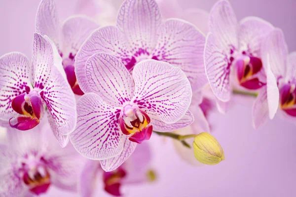Schöne Orchideenblüten Auf Rosa Hintergrund Floraler Hintergrund — Stockfoto