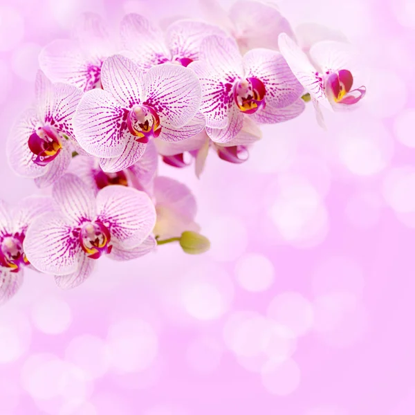 Schöne Orchideenblüten Auf Rosa Hintergrund Floraler Hintergrund — Stockfoto