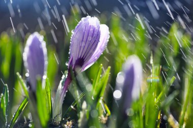 Çiçekli, beyaz yapraklı, leylak şeritli, güneş ışığında yağmurlu timsahlar (Crocus vernus, bahar crocus).