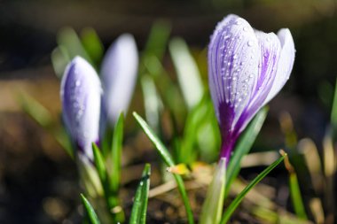 Çiyli leylak şeritli çiçek açan timsahlar (Crocus vernus, spring crocus).