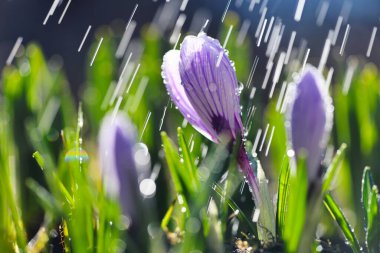 Çiçekli, beyaz yapraklı, leylak şeritli, güneş ışığında yağmurlu timsahlar (Crocus vernus, bahar crocus).