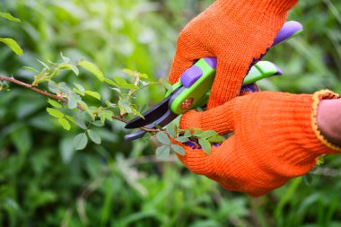 Bahçede bahar budama gülleri, mezhepçiyle bahçıvanın elleri.
