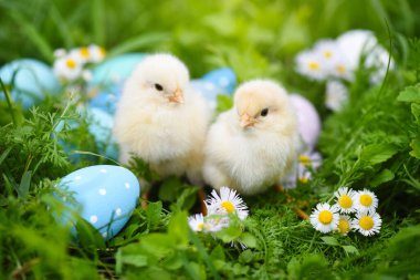 Rengarenk tavukları yeşil çimlere boyanmış Paskalya yumurtaları