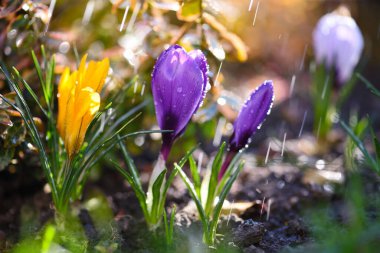 Çiçekli timsahlar ve güneş ışığı (Crocus vernus, bahar crocus).