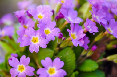 Primula juliae 'nin bahar çiçekleri (Julias Primrose) veya bahar bahçesinde çiğ taneli mor çuha çiçeği.