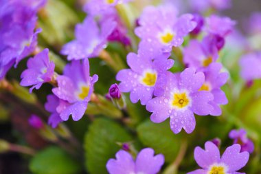 Primula juliae 'nin bahar çiçekleri (Julias Primrose) veya bahar bahçesinde çiğ taneli mor çuha çiçeği.
