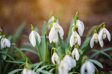 Bahar ormanında (Galanthus) kar damlaları. Isınmanın müjdecileri baharın gelişini simgeler..