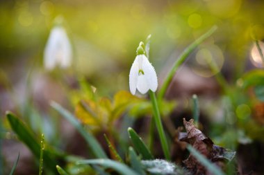 Bahar ormanında (Galanthus) kar damlaları. Isınmanın müjdecileri baharın gelişini simgeler..