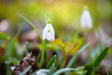 Bahar ormanında (Galanthus) kar damlaları. Isınmanın müjdecileri baharın gelişini simgeler..