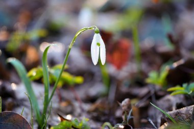 Güneş ışığında kar damlaları (Galanthus). Isınmanın müjdecileri baharın gelişini simgeler..