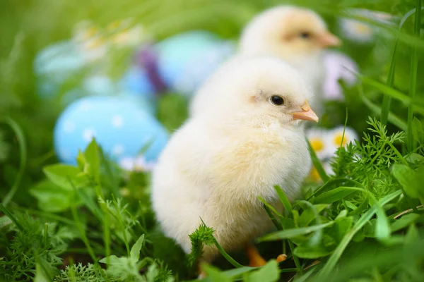 Små Kyllinger Med Farverige Malede Påskeæg Grønt Græs - Stock-foto