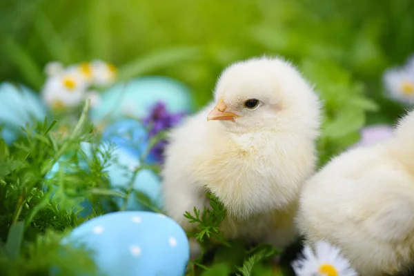 Kleine Kippen Met Kleurrijke Geschilderde Paaseieren Groen Gras — Stockfoto