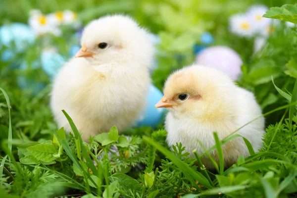 Цыплята Ярко Окрашенными Пасхальными Яйцами Зеленой Траве — стоковое фото