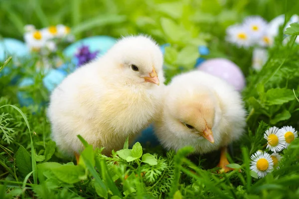 Kleine Kippen Met Kleurrijke Geschilderde Paaseieren Groen Gras — Stockfoto