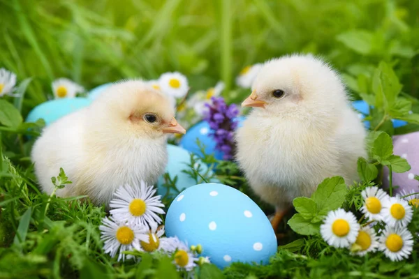 Kleine Kippen Met Kleurrijke Geschilderde Paaseieren Groen Gras — Stockfoto