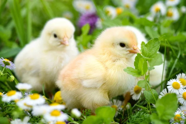 绿草上有雏菊的小鸡 — 图库照片