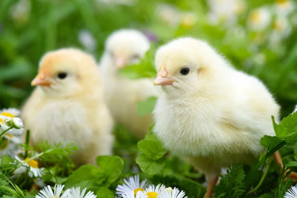 Kleine Kippen Groen Gras Met Madeliefjes — Stockfoto