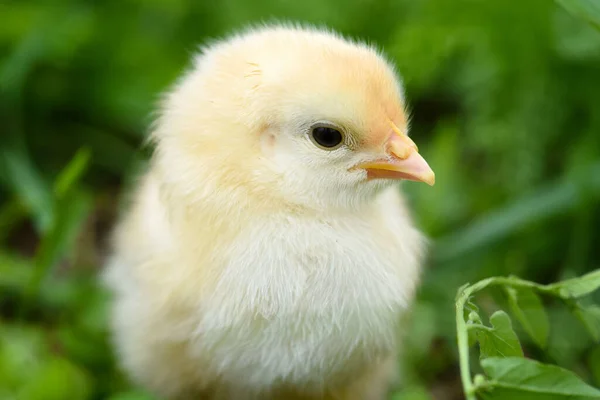 Liten Kyckling Grönt Gräs Närbild — Stockfoto