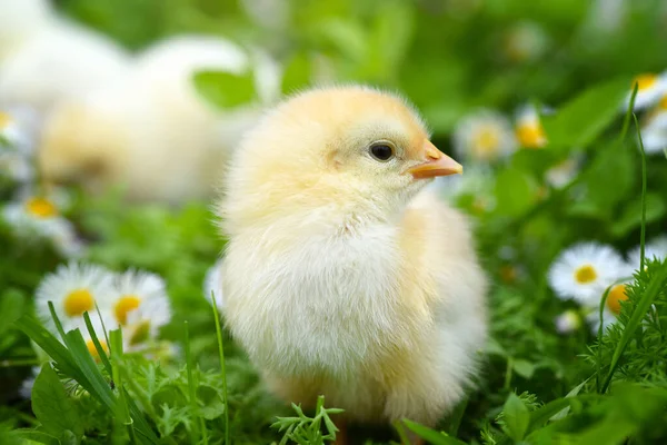 Petits Poulets Sur Herbe Verte Avec Marguerites — Photo