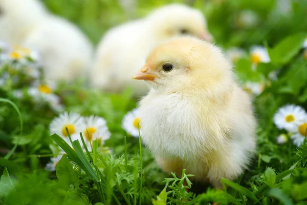 Małe Kurczaki Zielonej Trawie Stokrotkami — Zdjęcie stockowe