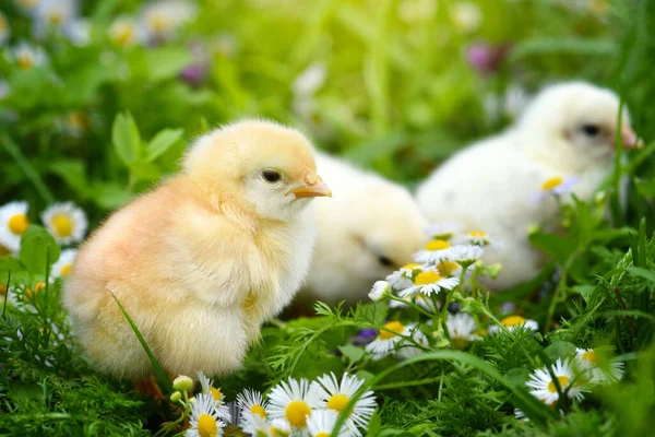 Kleine Kippen Groen Gras Met Madeliefjes — Stockfoto