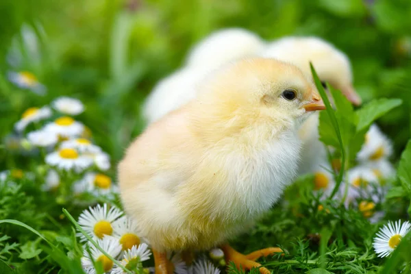 Petits Poulets Sur Herbe Verte Avec Marguerites — Photo