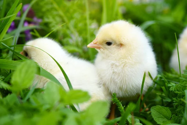 Цыплята Зеленой Траве Маргаритками — стоковое фото