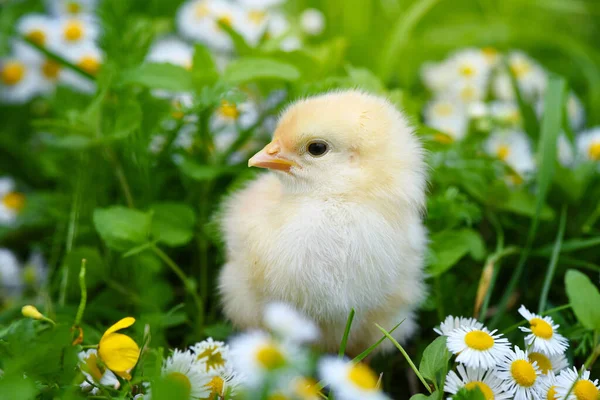 緑の芝生の上でデイジーと小さな鶏 — ストック写真