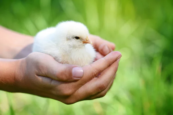 Μικρό Κοτόπουλο Στα Χέρια Των Παιδιών Φυσικό Φόντο — Φωτογραφία Αρχείου