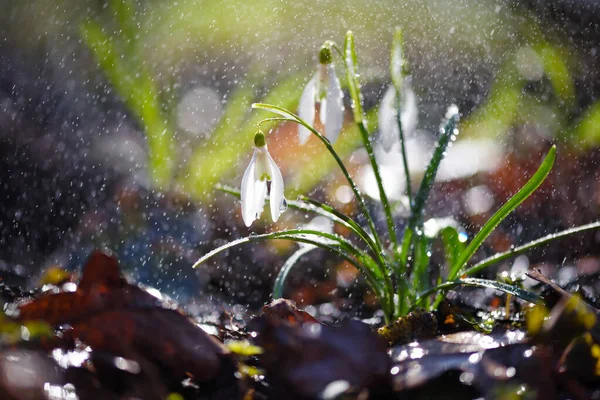 Snödroppar Galanthus Med Regn Solljuset Uppvärmningens Förebud Symboliserar Vårens Ankomst — Stockfoto