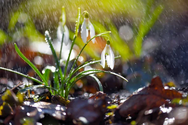 Kar Damlaları Galanthus Güneş Işığında Yağmurlu Isınmanın Müjdecileri Baharın Gelişini — Stok fotoğraf