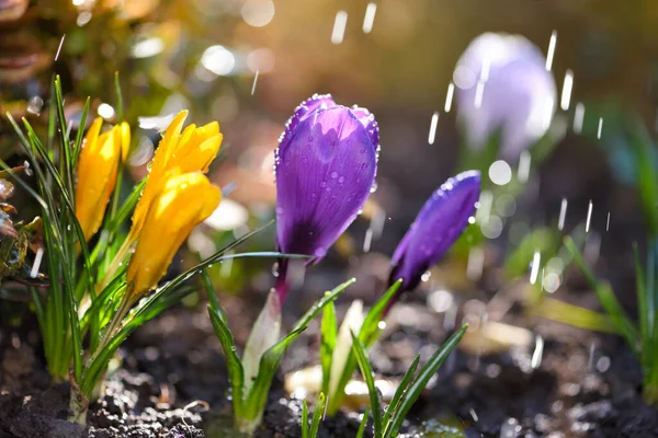 太陽の光で雨が降ると開花する クロッカス ヴェルナス 春のクロッカス — ストック写真