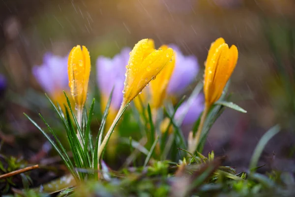 Den Gula Krokusfamiljen Med Regn Vårkrokus — Stockfoto